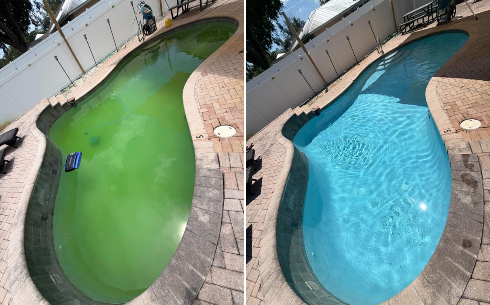 Before and after of a green algae-filled kidney-shaped swimming pool restored to clear blue water by AquaPrime in South Florida
